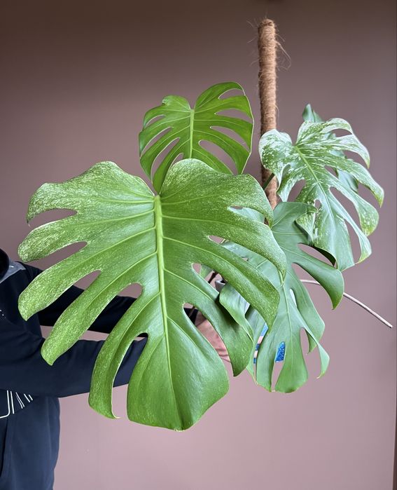 Monstera Deliciosa Mint (szczyt)