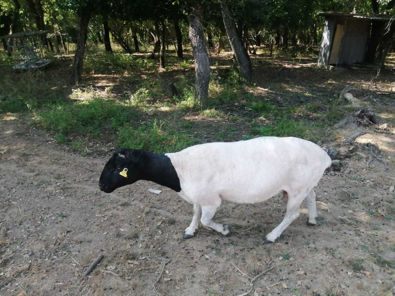 casal de doperes  para mudar de pastos