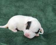 Parson Russell Terrier