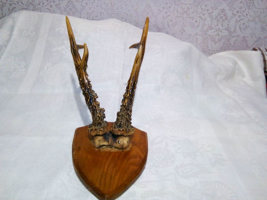 Рога лося и рога оленя .
