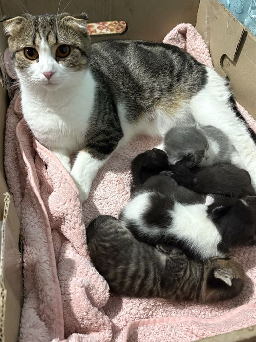 Кошенята від шотландської мами та британського тата