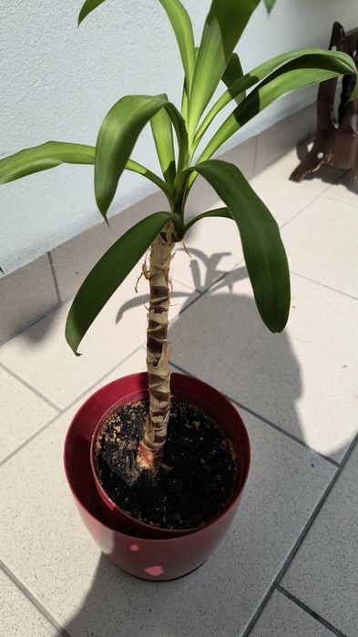 Roslina Spineless Yucca, Yucca Gigantea