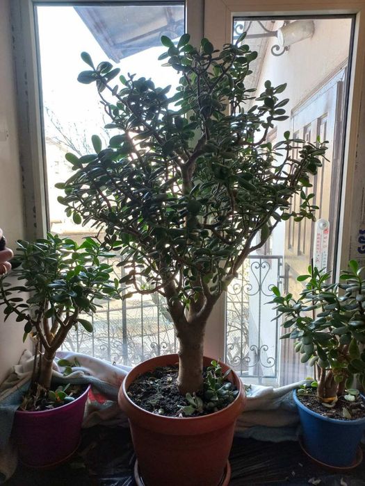 Вазон Товстянка, Грошове дерево, 110 см, 15 років