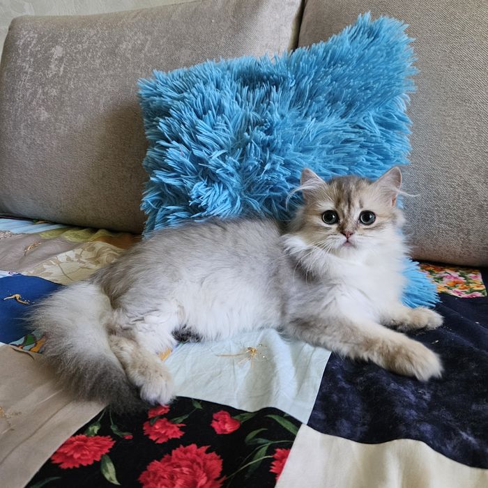 Золотая британская шиншилла голубая длинношерстная кот