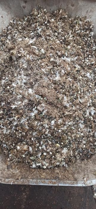 Перепелиный послід.