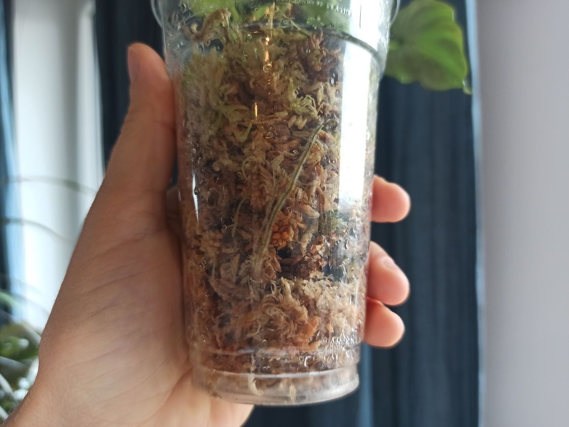 Rezerwacja Philodendron Verrucosum