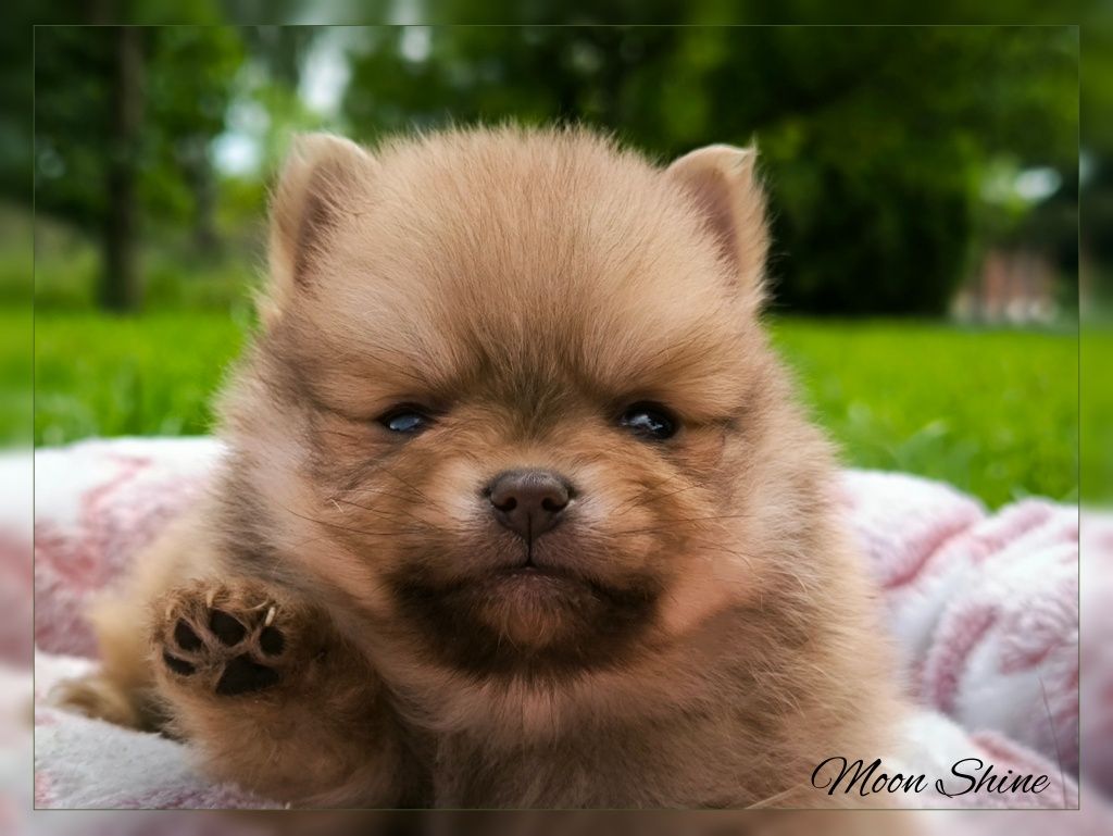 Śliczny samiec Szpic Miniaturowy pomeranian TOP Boo