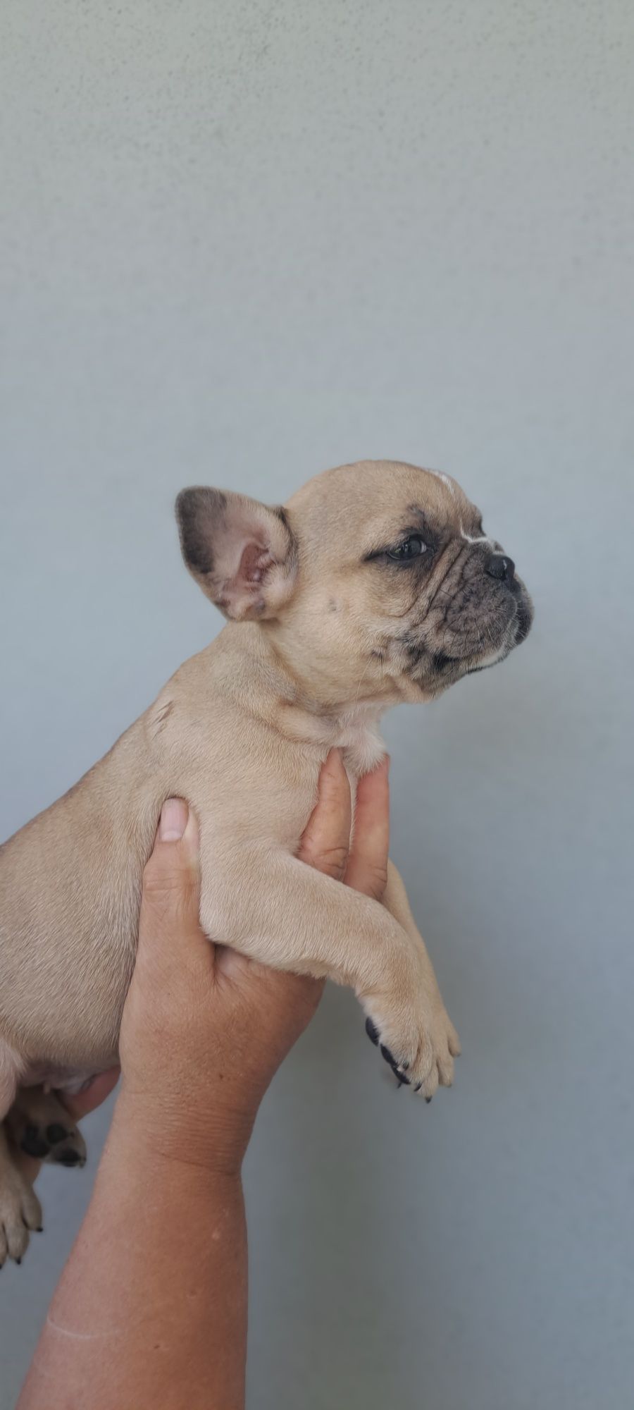 Bulldog francês macho fawn