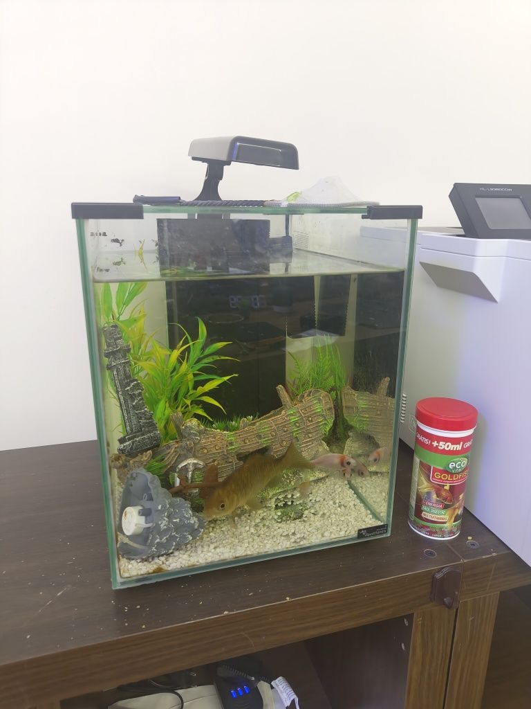 Aquário 40l com ou sem peixes incluidos