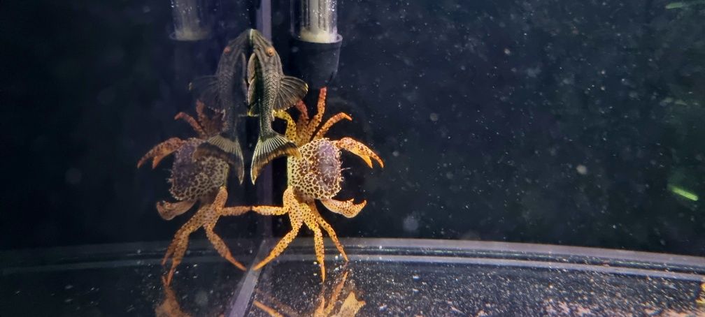 Krab pantera/krab wodny XL 7cm