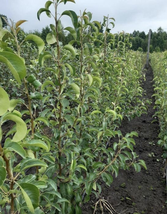 Саджанці плодових дерев / Саженцы плодовых деревьев / ОПТ та Роздріб