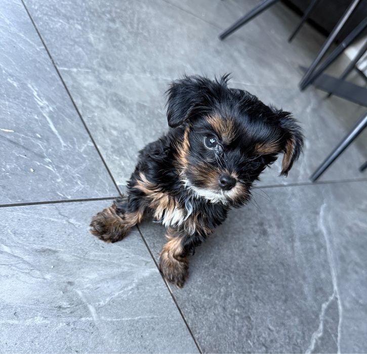 Śliczny malutki piesek Yorkshire Terrier