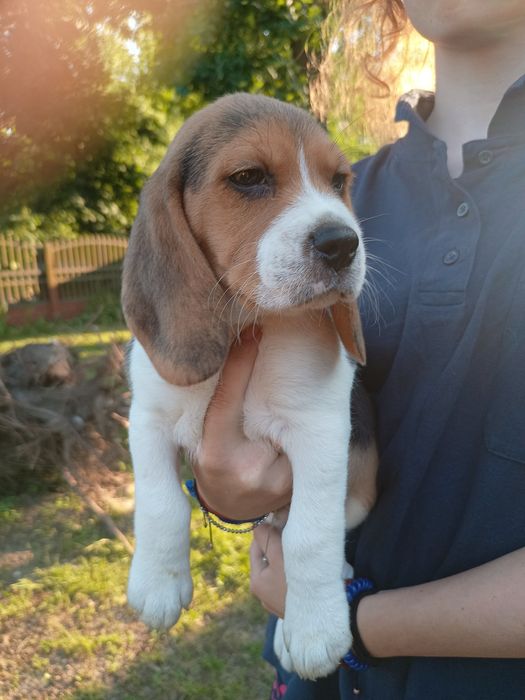 Beagl beagle mocnej budowy