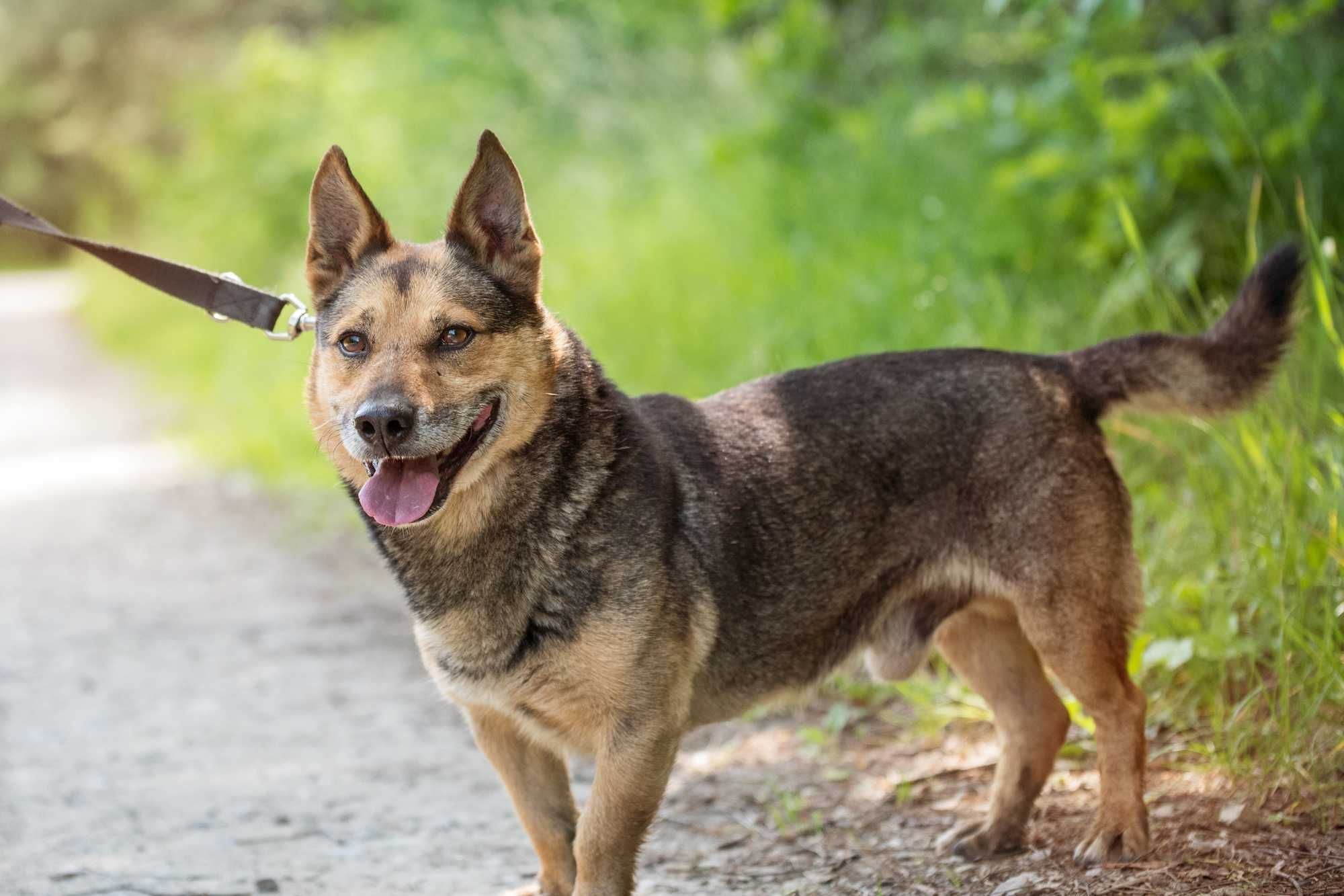 Zanzibar - cudny owczarek w ciele corgi