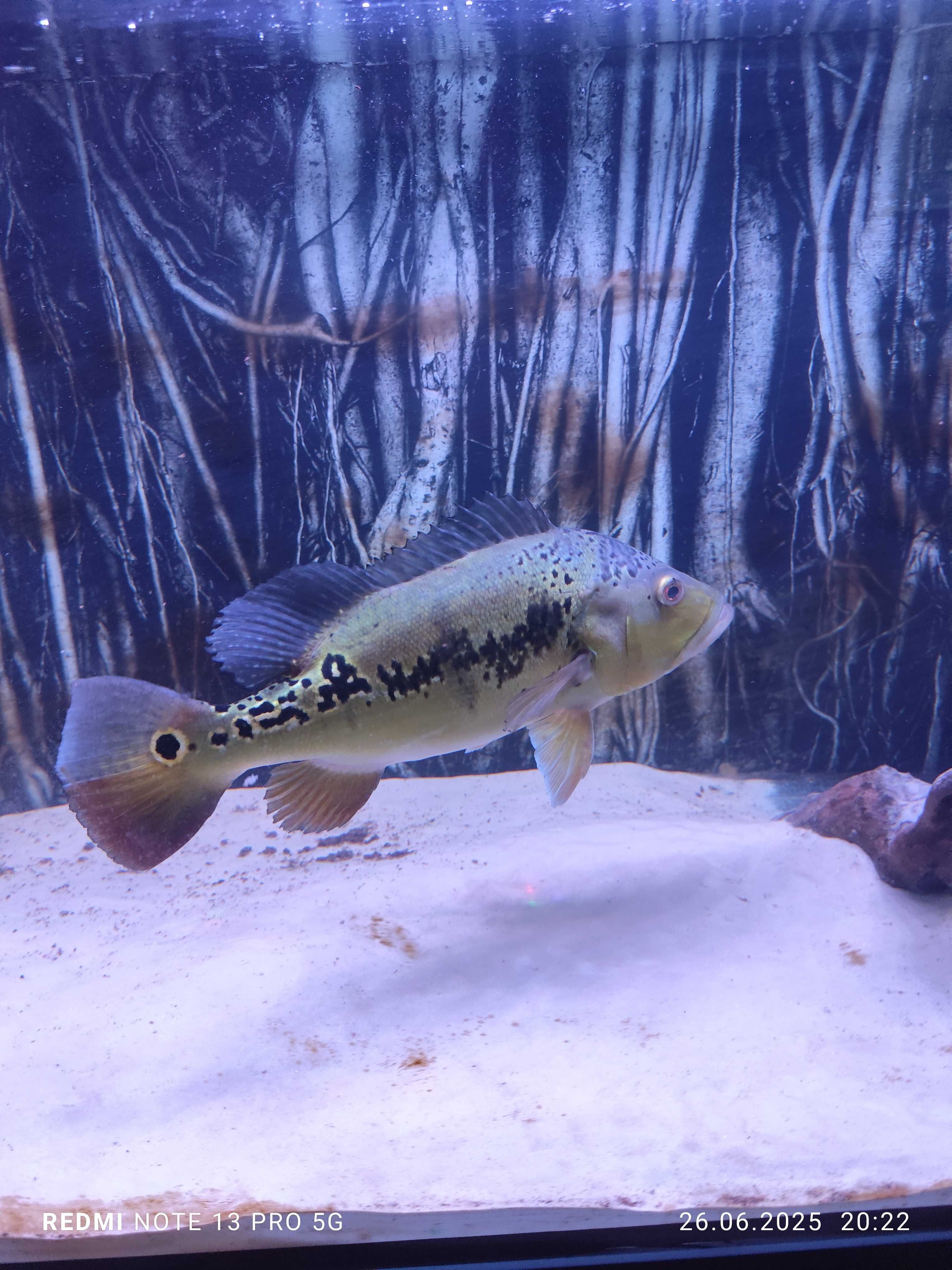 Cichla ocellaris