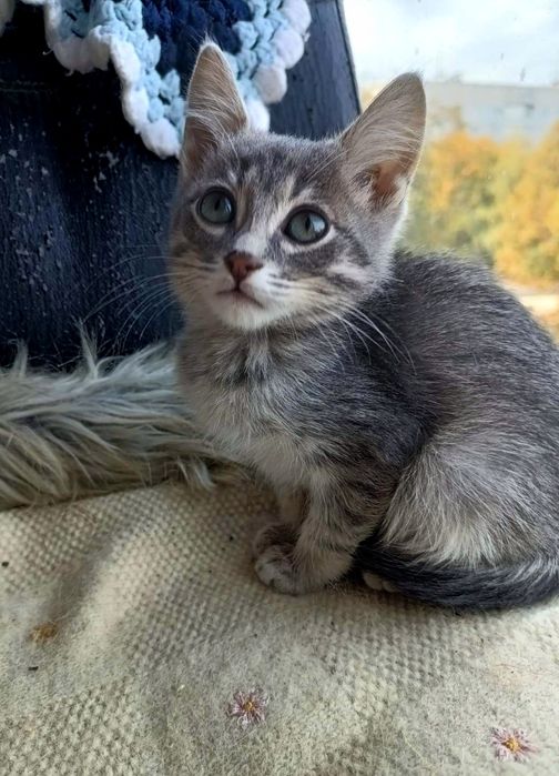 Голубой полосатый котёнок мальчик ищет дом! Котята в хорошие руки!