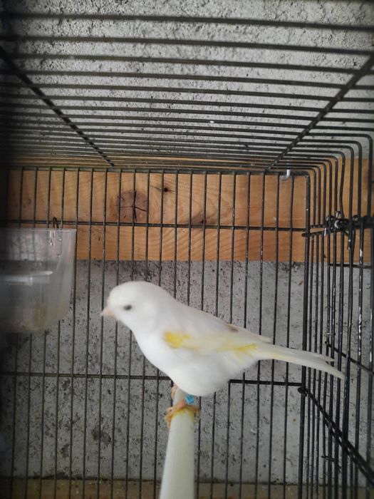 Canários novos 2025