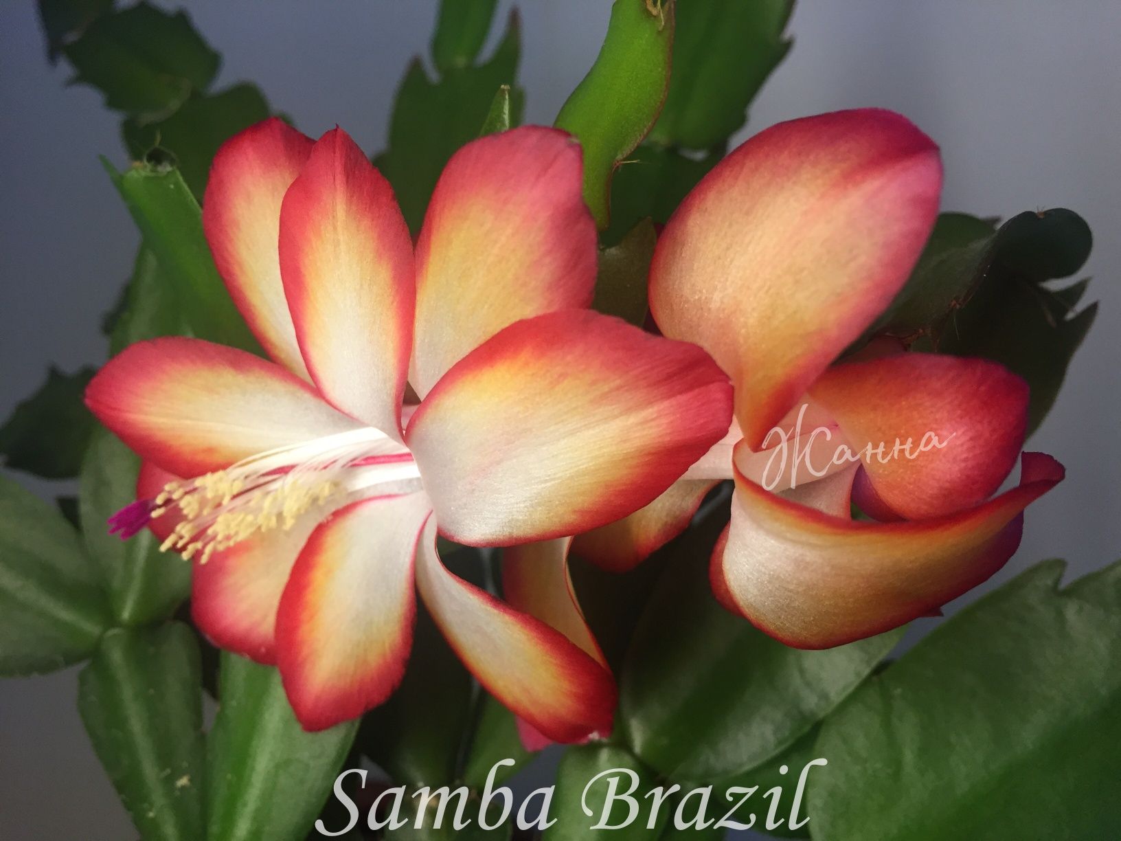 Шлюмбергера Samba Brazil ,вкорінені живці.