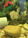 Plecos albino e comum com 15/25cm