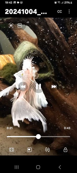 Zbrojnik snow white long fin