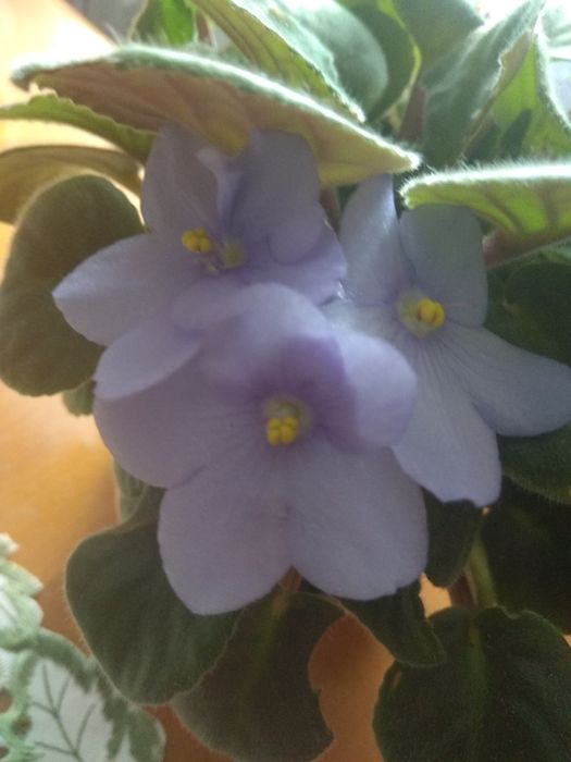 фіалки ,різні ,махрові