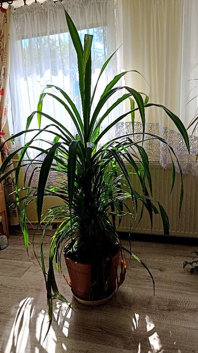 Kwiat Pandan pandanus veitchii