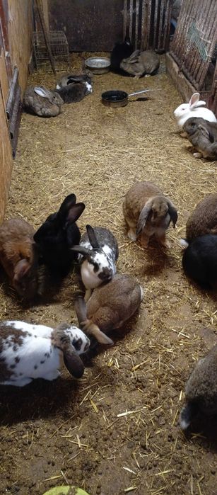 króliki  króliczki