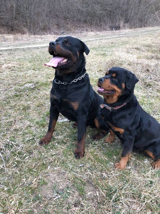 Великий ротвейлер в'язка