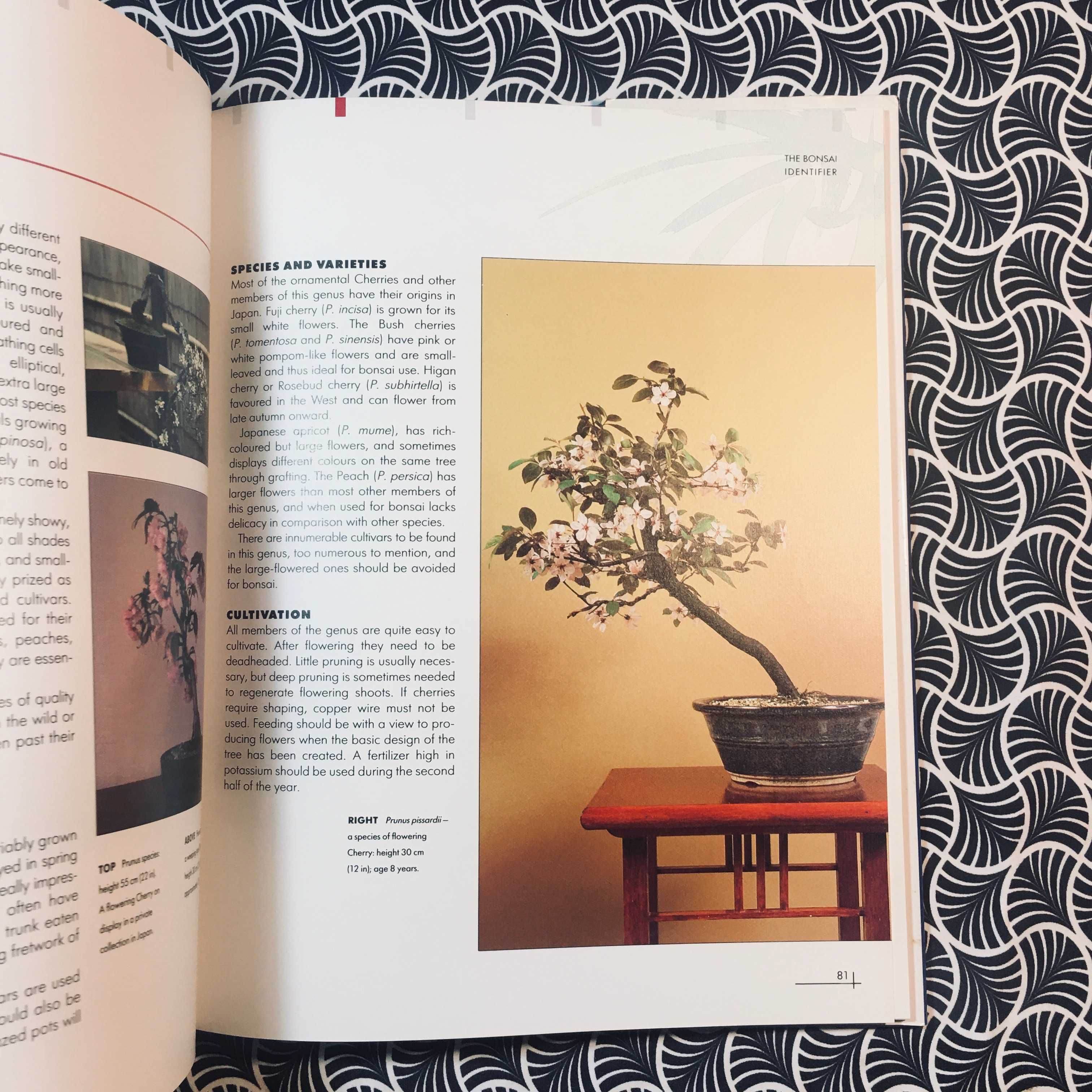 Bonsai Identifier - Gordon Owen