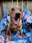 Fifi szuka domu – piękny, karmelowy szczeniak  do adopcji