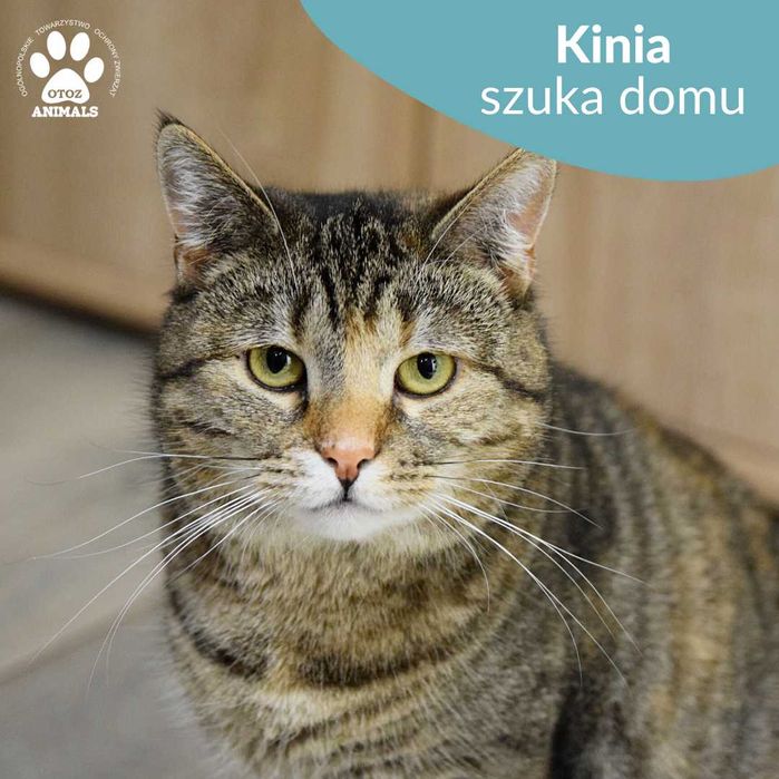 Łagodna kotka do adopcji! Poznajcie Kinię!