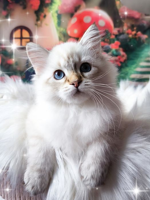 Przepiękna kotka  Neva Masquerade, rodowód WCF