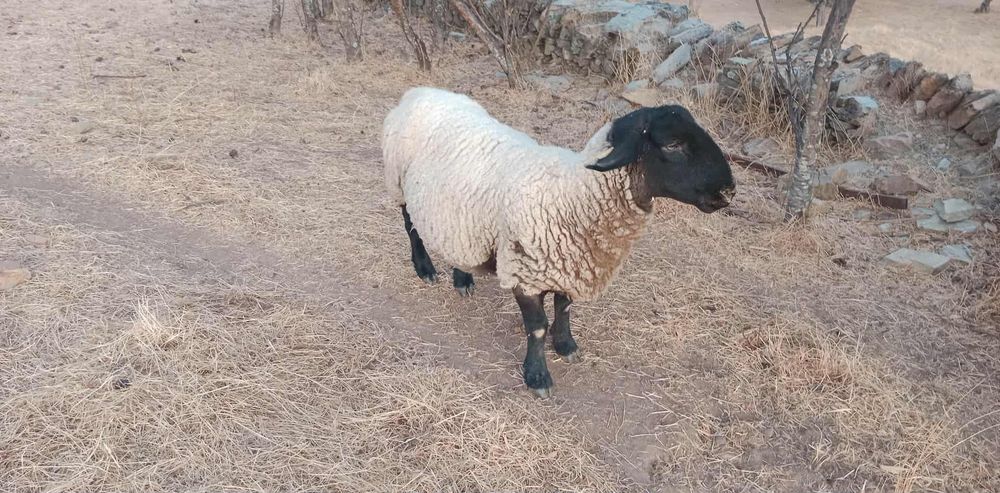 Ovelha Suffolk Inglesa