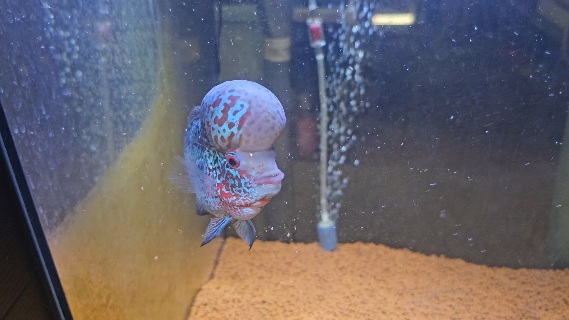 Flowerhorn 14/15cm