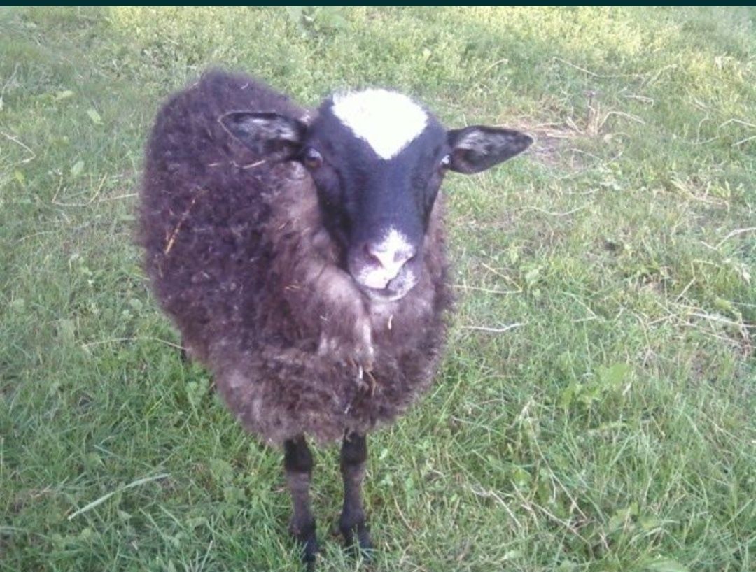Романовская порода,овцы
