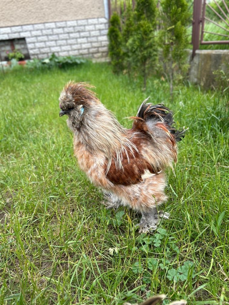 Jajka lęgowe silki silka
