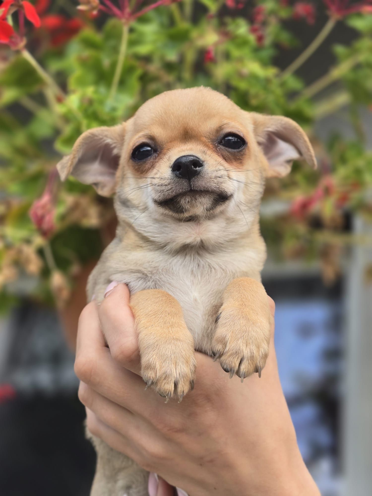 CHIHUAHUA piesek szczenię do odbioru szczeniak