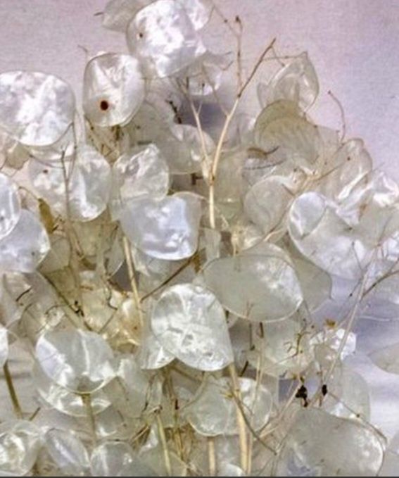 Sementes girasois várias cores, Suculentas, planta Moeda- de -Prata e.