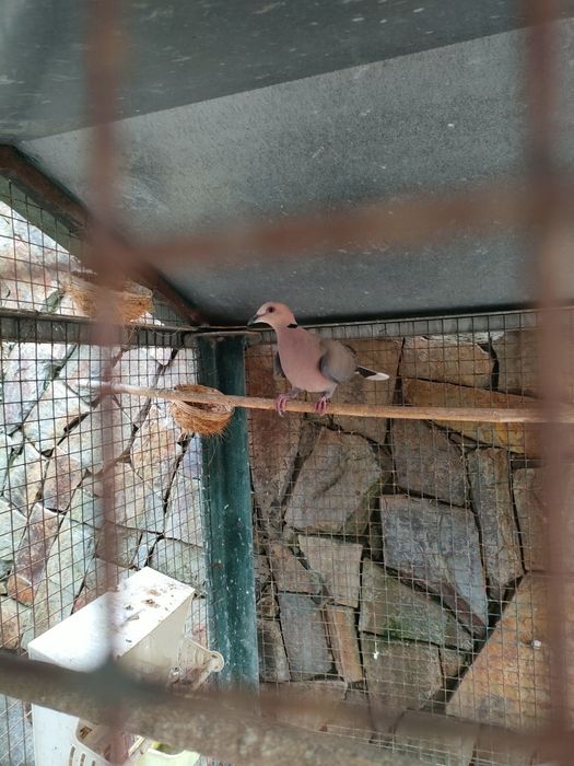 Rola semiturquata macho