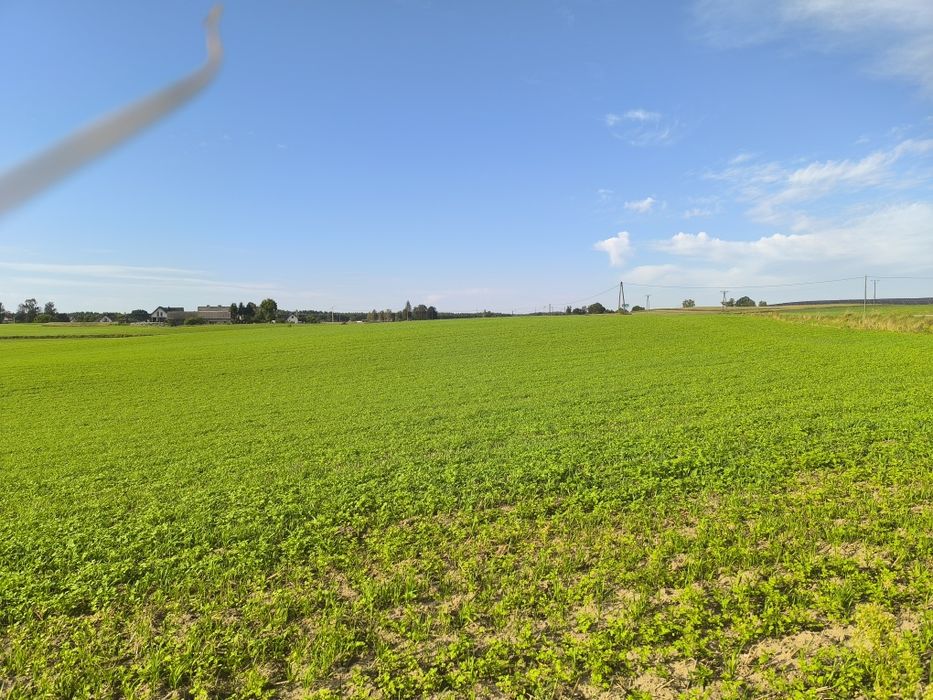 Urokliwa działka w Nowym Podlesiu - cisza, natura i bliskość miasta