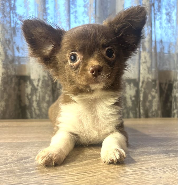 Дівчинка чихуахуа