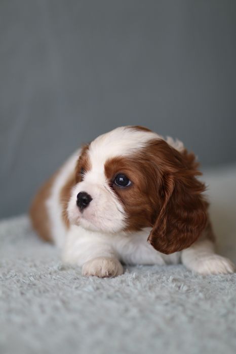 ***Cavalier King Charles Spaniel**