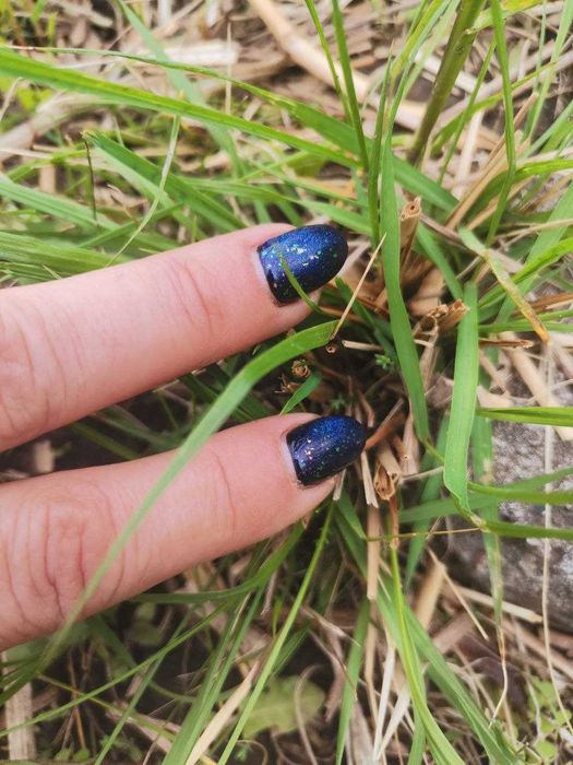 пеннісетум лісохвостний  . пухнастий злаковий до 1 м