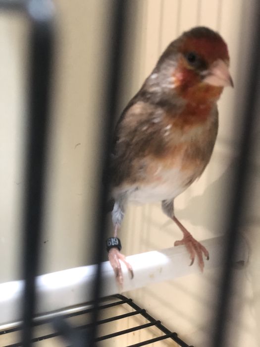 Hibrido de Carduelis Carduelis x Serinus Canaria