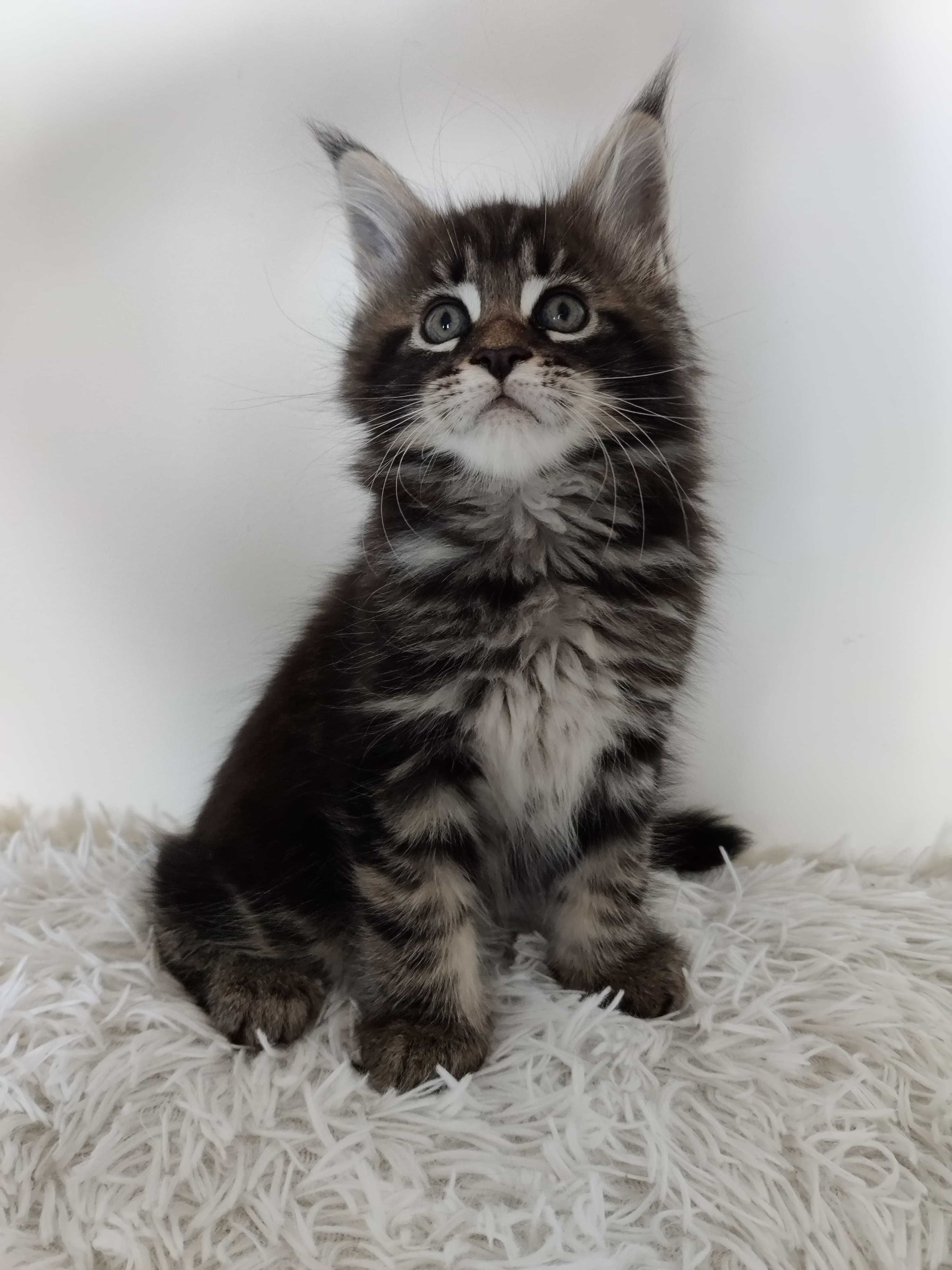 Maine Coon /FPL / kocurek