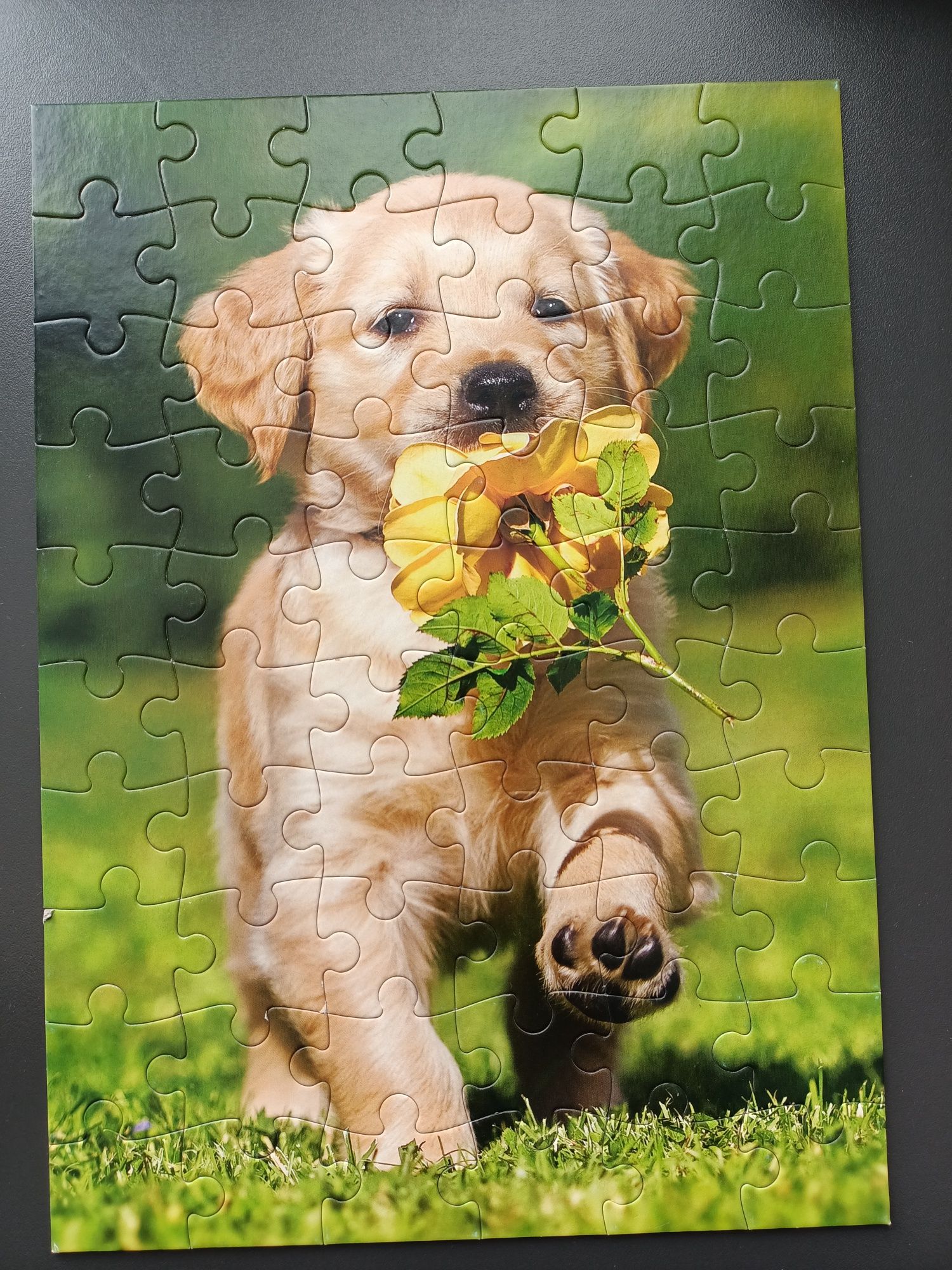 Puzzle Castorland pies