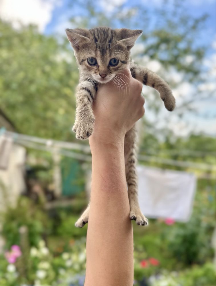 Віддам безкоштовно котиків