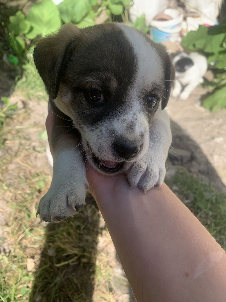 Цуцик, дівчинка, шукає дім