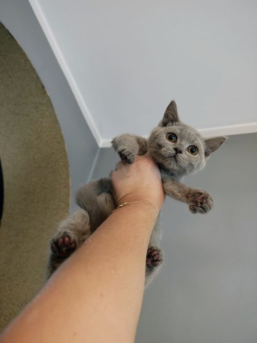 Piękna koteczka Brytyjska liliowa gotowa do odbioru