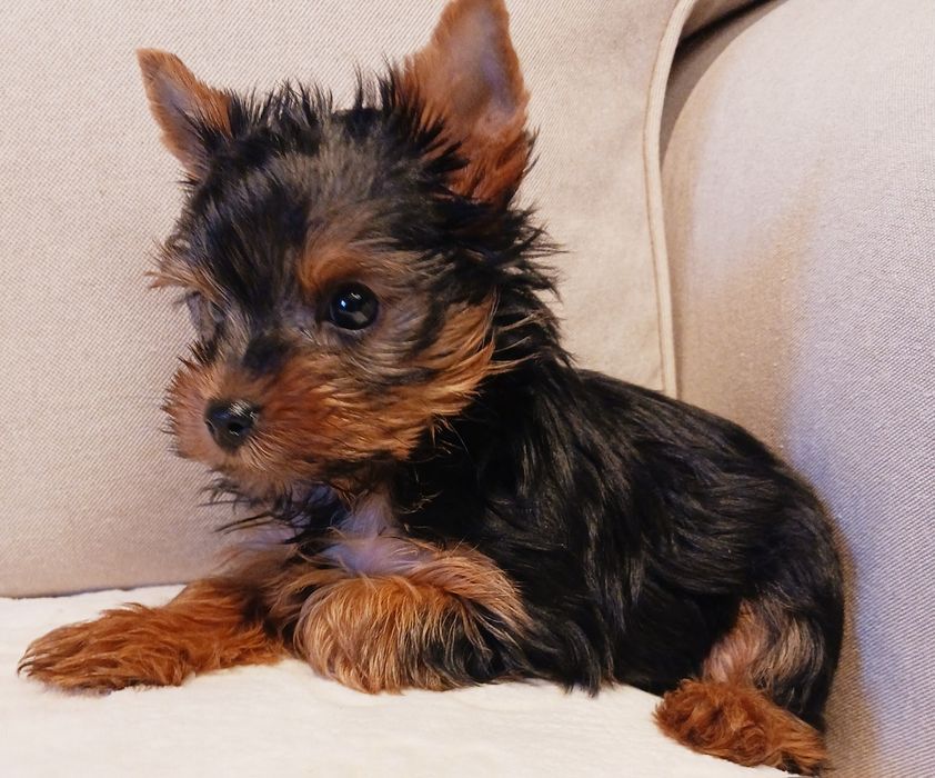 York,mała sunia, rodowód.